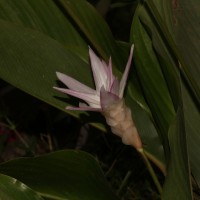 Goeppertia loeseneri (J.F.Macbr.) Borchs. & S.Suárez